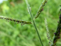 Image result for Polystachya melanantha