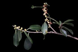 Image result for Ficus scassellatii