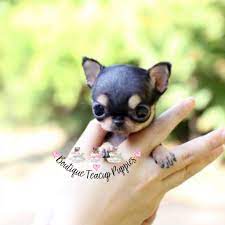 Chihuahua Boutique Teacup Puppies Chihuahua Mix Puppies Chihuahua Names Chihuahua Yorkie Teacup Chihuahua Puppies Chihuahua Puppies Chihuahua Mix Puppies