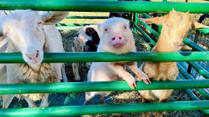 From feeding a giraffe to petting a shark to riding a horse, the cincinnati and northern kentucky region offers a walk on the wild side. Lozano Farms Mobile Petting Zoo Home Facebook