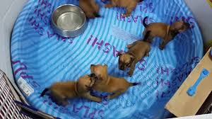 He goes by other names, such as pithuahuha and chipit. Chihuahua Mix Pitbull Bully Puppies Youtube