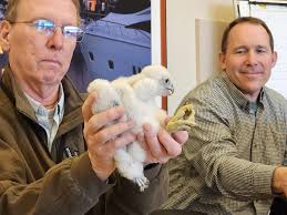 Peregrine falcon hatched in Port Washington found in Nicaragua