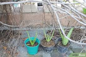 See full list on wikihow.com How To Plant Aloe Vera With Pictures Wikihow