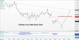 October Live Cattle Futures Trilateral Perspectives You