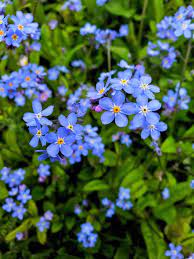 Flowers perennials plants outdoor spaces planning gardening. 17 Blue Perennials For Your Garden Garden Lovers Club