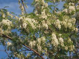 Maybe you would like to learn more about one of these? Robinia Pseudoacacia Black Locust Common Locust False Acacia Green Locust Pea Flower Locust White Locust Yellow Locust North Carolina Extension Gardener Plant Toolbox