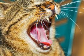 Brush their teeth to fight cat bad breath Don T Ignore The Signs Of Dental Disease In Cats