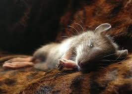 Berikut adalah cara mengusir tikus dengan berbagai cara yang ampuh. Begini Cara Mengusir Tikus Yang Ampuh Agar Tidak Balik Lagi Inspiring Id