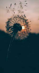 Pin By Aiham Yoonus On My Inspiration Dandelion Wallpaper Nature Photography Nature
