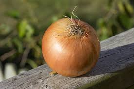 There are so many different varieties all with unique flavors that will bulbing onions of gold, yellow, and red can give your dishes complex flavors and aromas. Sweet Onion Plants Learn How To Grow Sweet Onions In Your Garden