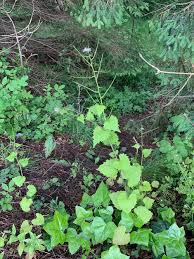 Image result for Setaria petiolata