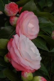 Via Camellia Japonica Desire Toutes Les Plantes Avec Florum Camellia Flower Camellia Beautiful Flowers