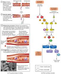 18 5 Hemostasis Anatomy And Physiology