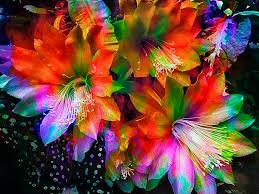 Rainbow international of huntsville & conroe. Rainbow Flowers Photograph By Daniel Hagerman