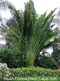 Travelers Palm Vs Bird Of Paradise Travelers Palm In 2020 Banana Trees Landscape Travellers Palm Florida Plants