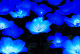 Blue Flowers 1920x1080 Glowing Night 4k 8k 2019 Wallpaper Wallpaper Grab Wallpapers Free Downloads Of Blue Flower Wallpaper Anime Flower Glowing Flowers