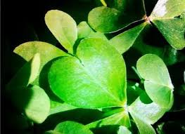 Agen judi online terbaik 77lucks yang menyediyakan sarana buat bermain judi online terpercaya dengan memakai duit asli serta memakai aplikasi judi online maupun memakai browser lewat laptop ataupun smartphone kemudian kamu. Lucks Valentine Plant Leaves Plants Tourist