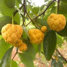 De la cruz chacon, i.; Annona Parviflora Beach Custard Apple Buy Seeds At Rarepalmseeds Com