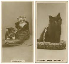 Image result for lolcats