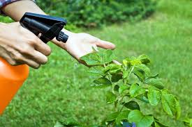 According to the latest information, insecticides of 300 species of insect species can be controlled from pesticides removed from neem leaves. Diy Organic Pesticide Sprays Berry Chatty