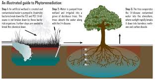 Bioremediation In Manila Philippines Natural Farming Wetland Permaculture
