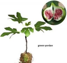 Jenis cabe yang di tanam oleh petani indonesia pun beragama. 6 Cara Menanam Buah Tin Dalam Pot Panduan Lengkap Ilmubudidaya Com