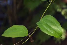 Image result for Smilax anceps