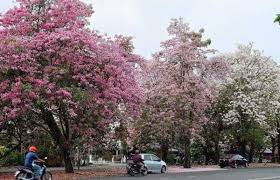 Bunga sakura di sumba ©qubicle.id. Photos What Malaysia Looks Like When Sakura Trees Are In Full Bloom
