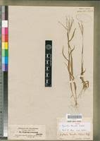 Image result for Digitaria ternata