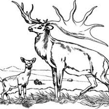 Free elk coloring pages to download or print, including many other related elk coloring page you this particullar coloring image dimension is about 600 pixel x 608 pixel with approximate file size for. Download Online Coloring Pages For Free Part 14