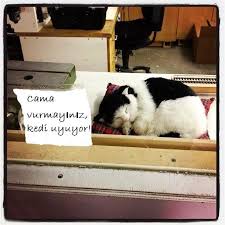 Pin By Berrin Bakir On Istanbul Cat Sleeping Cats Cute Cats And Kittens