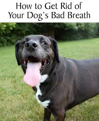How To Get Rid Of Your Dog S Bad Breath Chasing Dog Tales Bad Dog Breath Your Dog Dog Breath