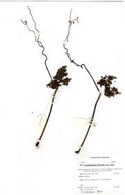 Image result for Ampelocissus africana