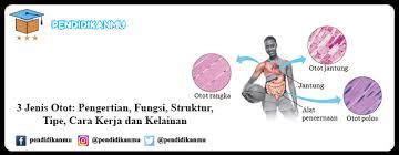 Berdasarkan arah geraknya, gerakan antagonis dibagi menjadi beberapa macam sebagai berikut. 3 Jenis Otot Fungsi Struktur Tipe Cara Kerja Kelainan