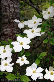 Check spelling or type a new query. Pacific Dogwood Flowers Cornus Nuttallii Edbookphoto Dogwood Tree Flower Dogwood Trees Pacific Dogwood