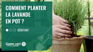 Je repique grosssierement mes lavandes apres la floraison je recupere les bouts de la taille que je mets dans des pots avec de la terre de jardin ou directement en place.j'ai comme cela toujours de nouveaux plants. Tuto Comment Planter La Lavande En Pot Jardinerie Gamm Vert Youtube