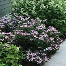 Hier erfahren sie alles über die prominenten kandidaten, die in der tanzshow « let's dance » 2021 gegeneinander antreten. Let S Dance Can Do Hydrangea Spring Meadow Wholesale Flowering Shrub Liners Spring Meadow Nursery