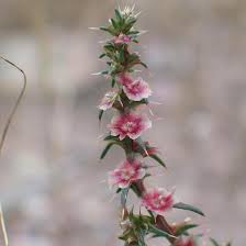 Image result for Salsola kali