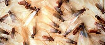In this guide, we provide information on the most common pests to invade our southern california service area. Termites Info Termite Hawaii
