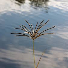 Image result for Chloris gayana