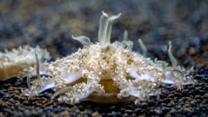 Smithsonianmag.com december 7, 2016 in the late 1890s, carl chun, a biologist at leipzig university, found something unusual: Larvaceans Underwater Snot Palaces Boast Elaborate Plumbing Science News
