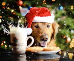 Follow the vibe and change your wallpaper every day! Christmas Dog Wallpaper Daisy Bank
