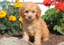 Email us now for more info! Charlie Cockapoo Puppy For Sale Keystone Puppies