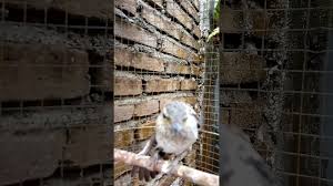 Jun 07, 2020 · cara mudah membedakan burung kapasan kemiri jantan dan betina didalam video ini dijelaskan secara lengkap cara membedakan kapasan kemiri jantan dan betina. Download Burung Kapasan Anakan Fersi Jantan Mp3 Mp4 3gp Flv Download Lagu Mp3 Gratis