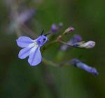 Image result for Lobelia chireensis