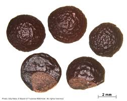 Image result for Sericanthe suffruticosa