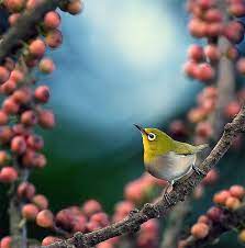 castles crowns and cottages animals beautiful beautiful birds bird photo