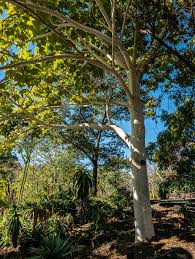 Image result for Sterculia quinqueloba