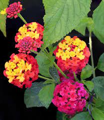 Lantana Irene Buy Online At Annie S Annuals Lantana Backyard Flowers Plants
