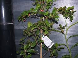 Check spelling or type a new query. Miracle Fruit Synsepalum Dulcificum